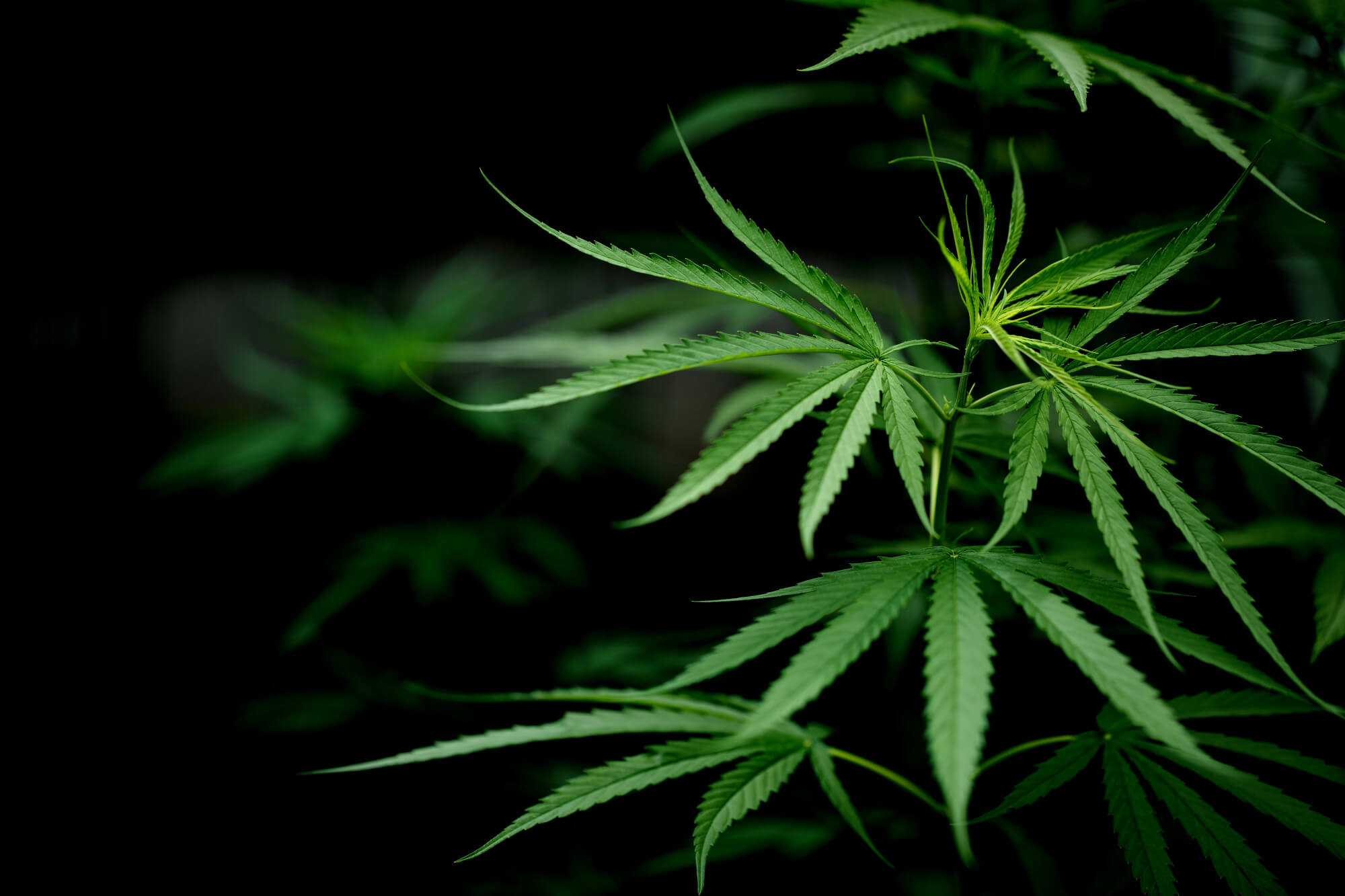 Green Leaf
