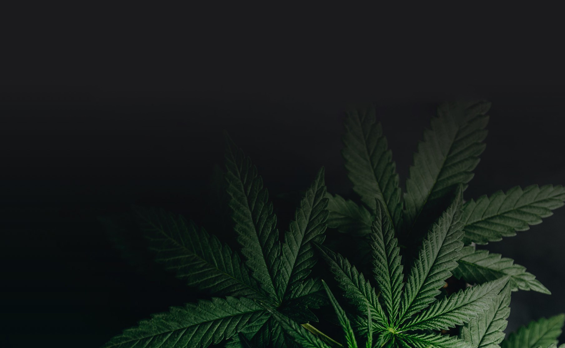 Green Leaf